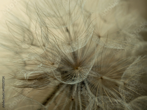 Dandelion macro on a beige background. Airy and light natural background. Selective focus