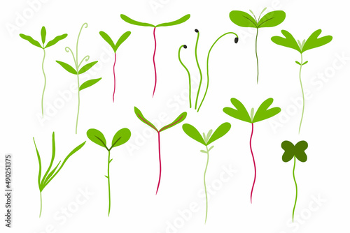 Microgreens set. Set of small green sprouts. Microgreens peas, radish, onion, arugula. sunflower, beets and others. Vector illustration isolated on white background.