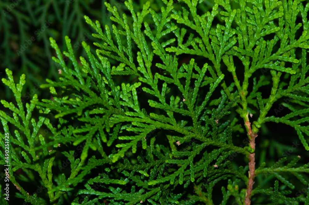 Christmas Fir tree leaf Christmas Fir tree leaf