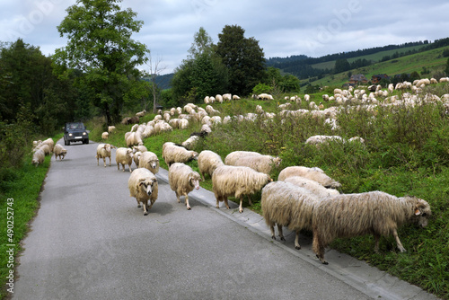 A flock of sheep on the road, driving a car ... 