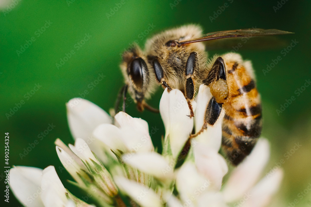 bee with pollen on its legs enjoying flower nectar
bee with pollen on its legs enjoying flower nectar