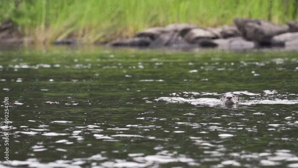River otter coming in and out of water. River otter coming in and out of water.
