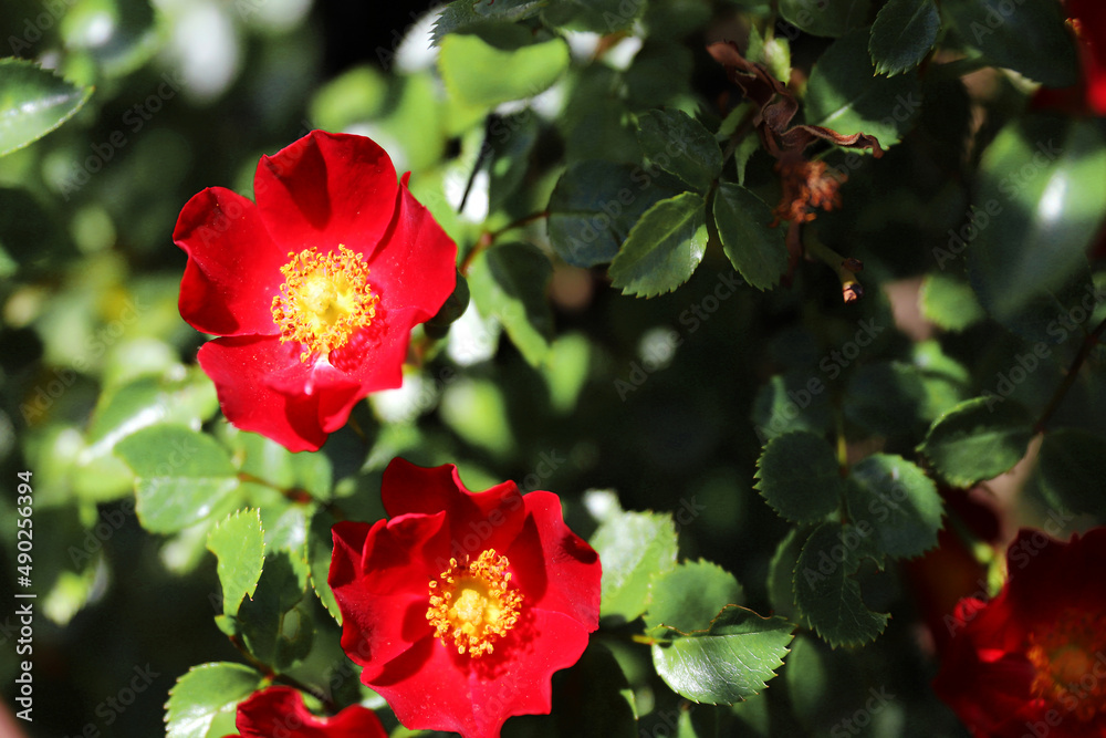 Obraz premium 찔레장미