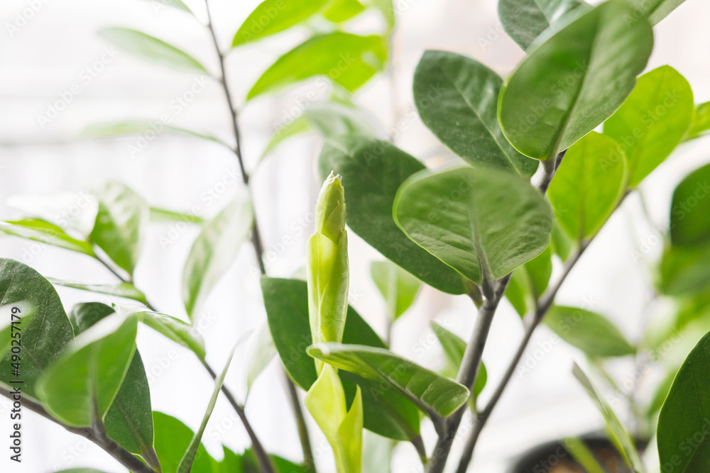 Obraz premium Zamioculcas Zamiifolia or ZZ Plant in white flower pot stand on the windowsill..