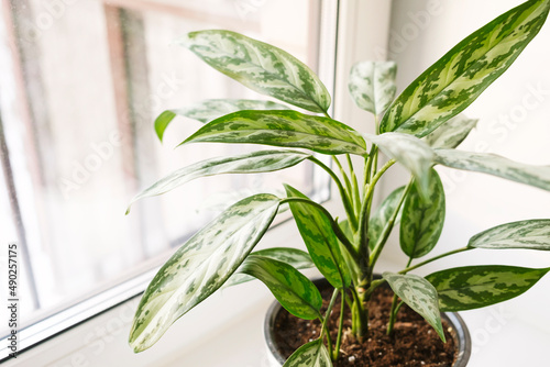Aglaonema plant in a white pot stands on the windowsill.. photo