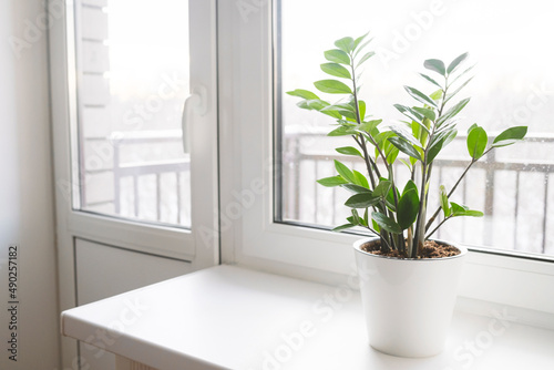 Zamioculcas Zamiifolia or ZZ Plant in white flower pot stand on the windowsill.. © kseniaso