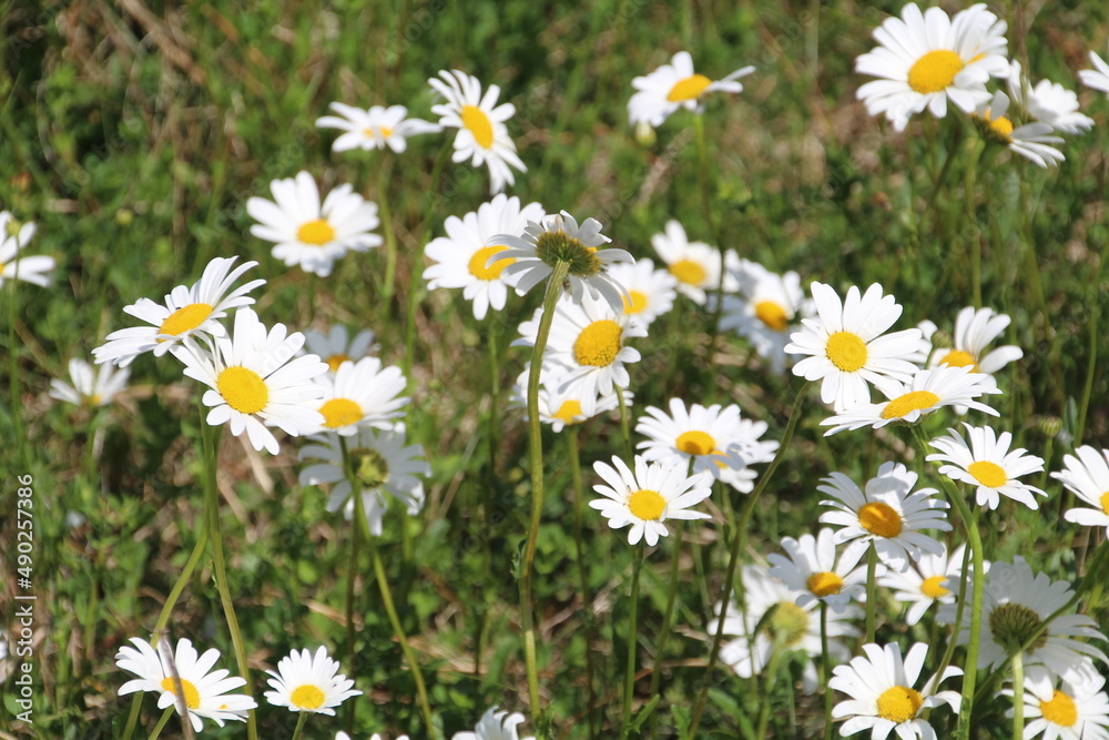 field of daisies