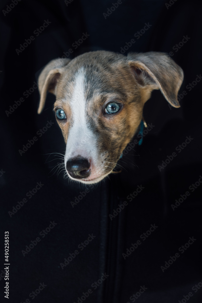 Whippet puppy dog head floating zipped up in black sweatshirt