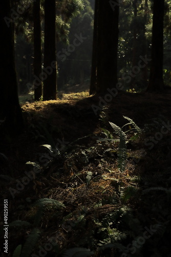 pine forest and wilderness of singalila national park in darjeeling district of west bengal in india photo