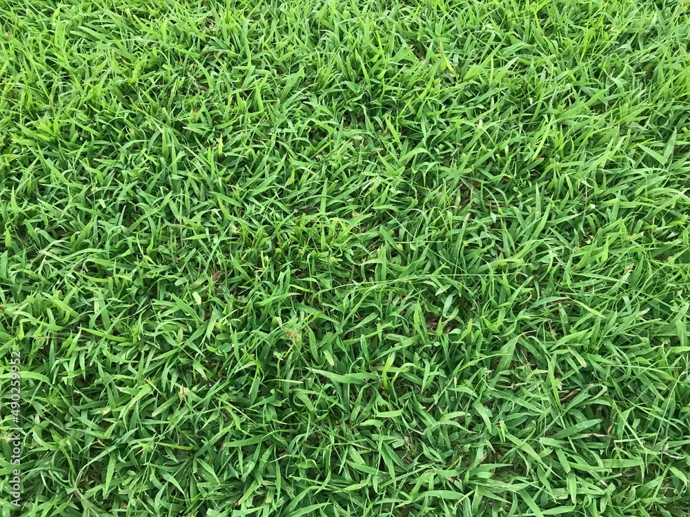 Green grass texture for background Green grass texture for background