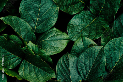 tropical foliage, dark green nature background