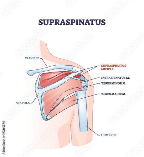 Supraspinatus muscle and human shoulder skeletal physiology outline diagram. Labeled educational scheme with medical inner body part description vector illustration. Detailed bone and muscular anatomy