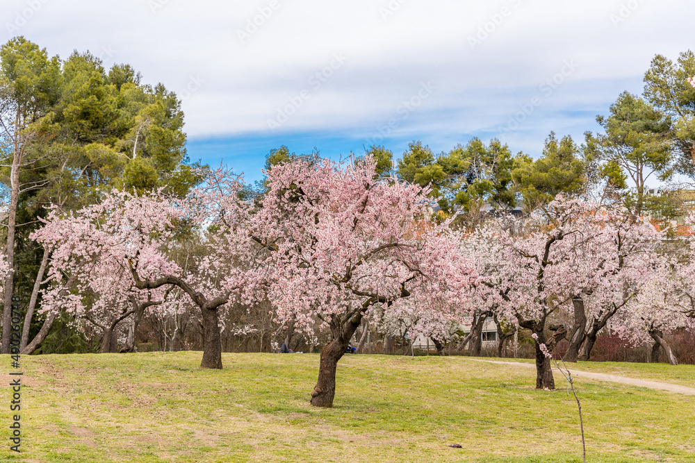 Public park called Quinta de los Molinos with the almond trees in bloom in Madrid Public park called Quinta de los Molinos with the almond trees in bloom in Madrid