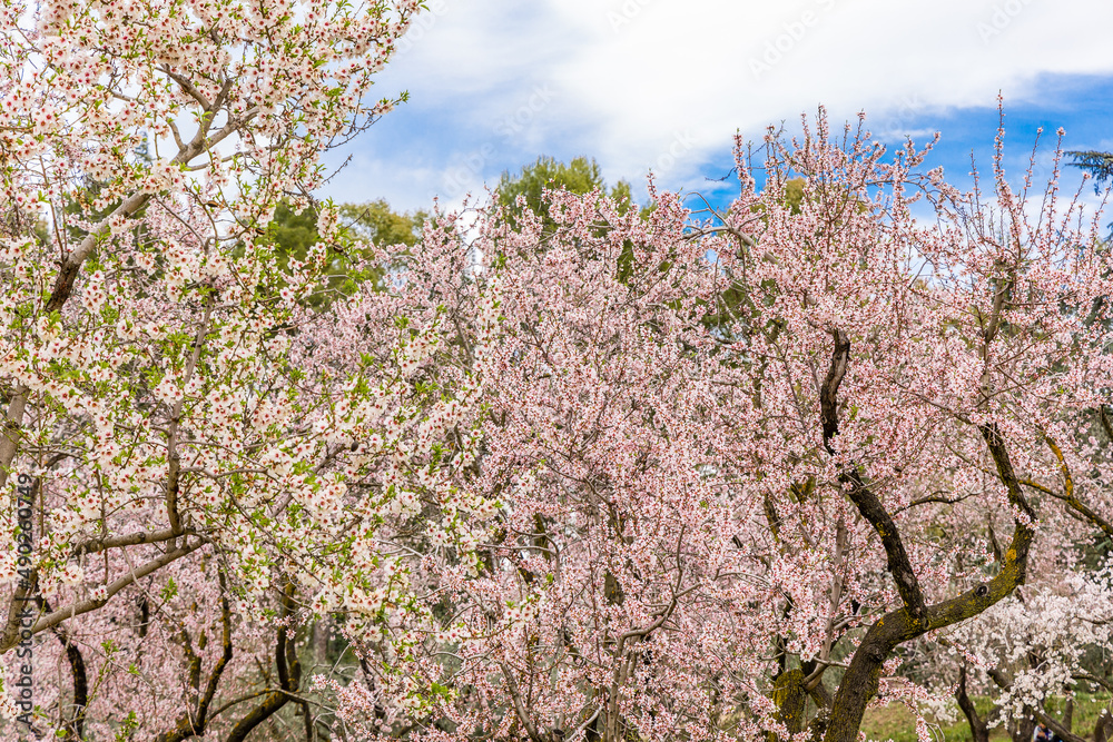 Public park called Quinta de los Molinos with the almond trees in bloom in Madrid Public park called Quinta de los Molinos with the almond trees in bloom in Madrid