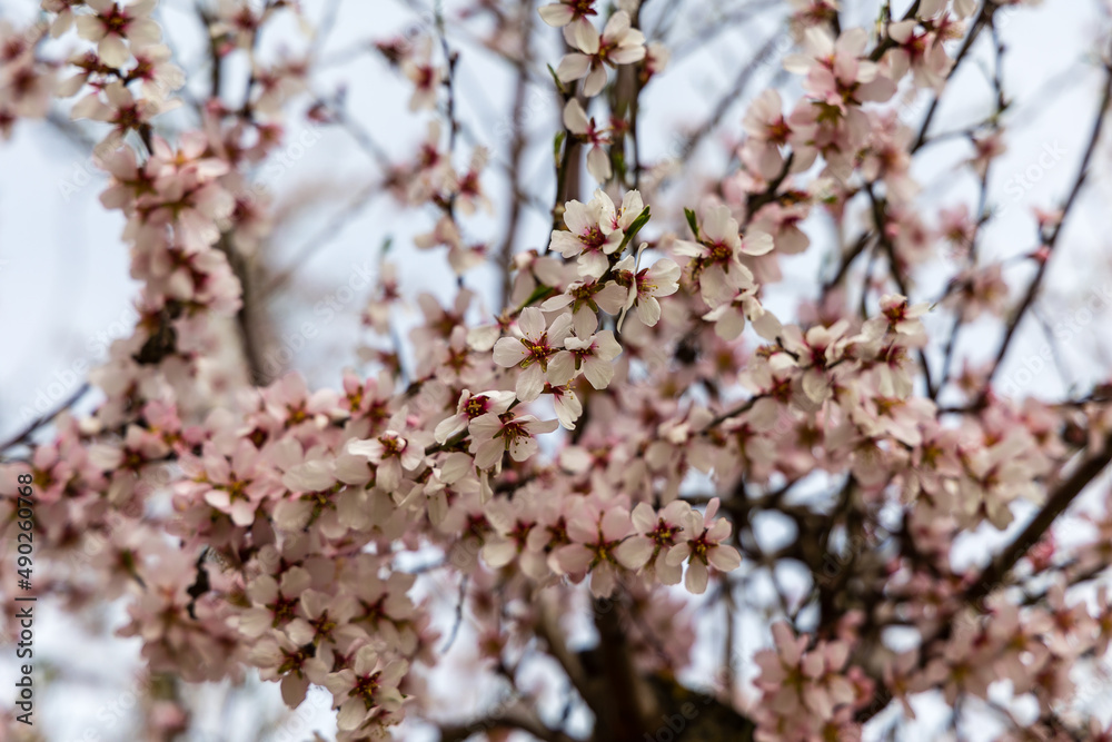 Public park called Quinta de los Molinos with the almond trees in bloom in Madrid Public park called Quinta de los Molinos with the almond trees in bloom in Madrid