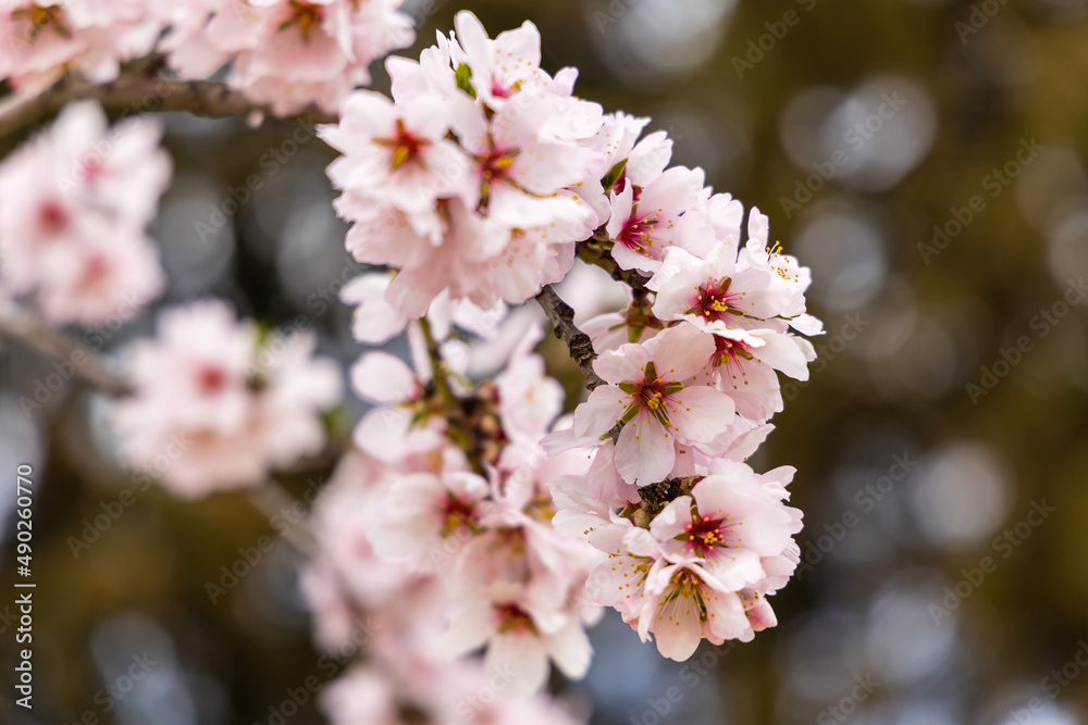 Public park called Quinta de los Molinos with the almond trees in bloom in Madrid Public park called Quinta de los Molinos with the almond trees in bloom in Madrid