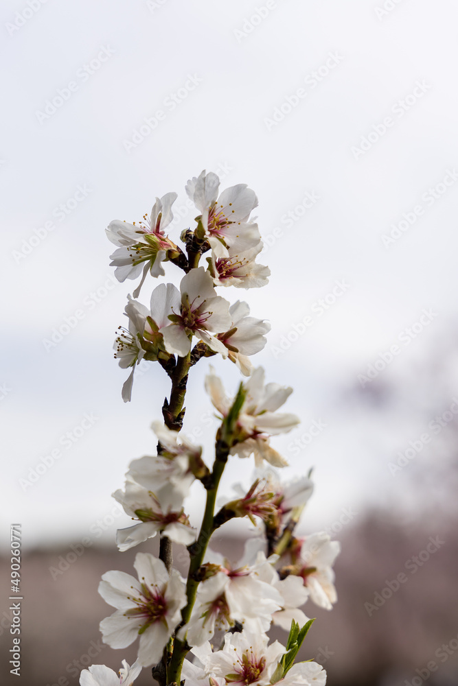 Obraz premium Public park called Quinta de los Molinos with the almond trees in bloom in Madrid