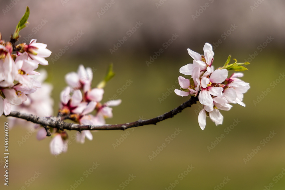 Public park called Quinta de los Molinos with the almond trees in bloom in Madrid Public park called Quinta de los Molinos with the almond trees in bloom in Madrid