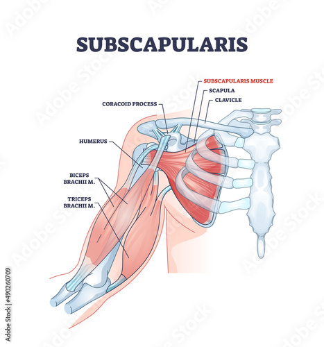 Subscapularis muscle and human shoulder inner skeletal part outline diagram. Labeled educational body scheme with medical physiology description vector illustration. Detailed anatomical bone graphic.