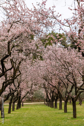 Public park called Quinta de los Molinos with the almond trees in bloom in Madrid