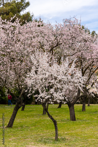 Public park called Quinta de los Molinos with the almond trees in bloom in Madrid