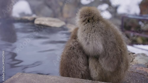 Japanese Macaque Family Huddle Together in Cold Winter, Jigokudani, Nagano photo