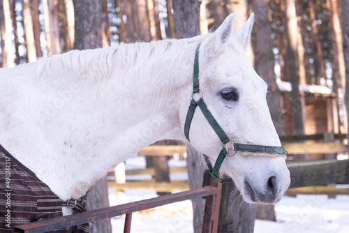 A white horse in a blanket is in a special paddock. Horse portrait. Around the snow and trees