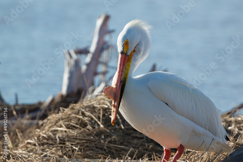 Side view closeup of one American White pelican with nuptial tubercle.