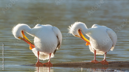 Two American White Pelicans preening in synchronicity on a floating log.