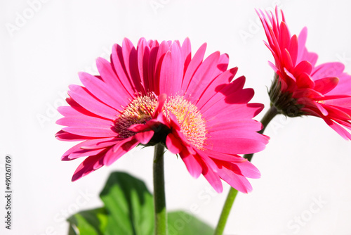 双頭のピンクの花 photo