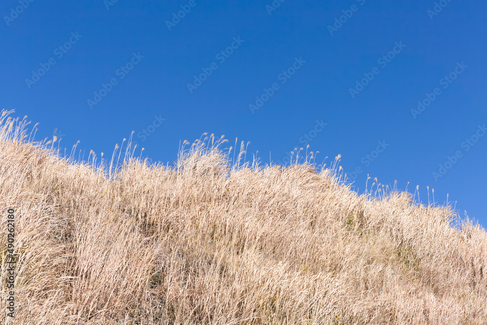 枯れ草と青空の対比 霧島神話の里公園 枯れ草と青空の対比 霧島神話の里公園