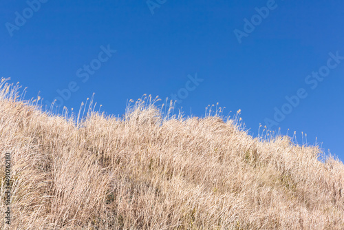 枯れ草と青空の対比 霧島神話の里公園 