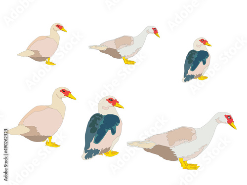 Duck Family on illustration graphic vector