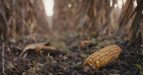 Dry corn cornfield drought damage catastrophe global warming close up