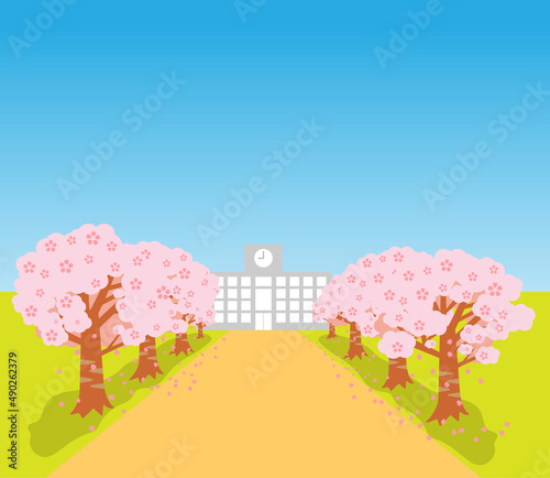 桜　学校　並木道　入学式　さくら