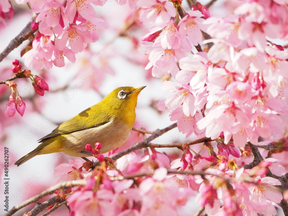 cherry blossom cherry blossom