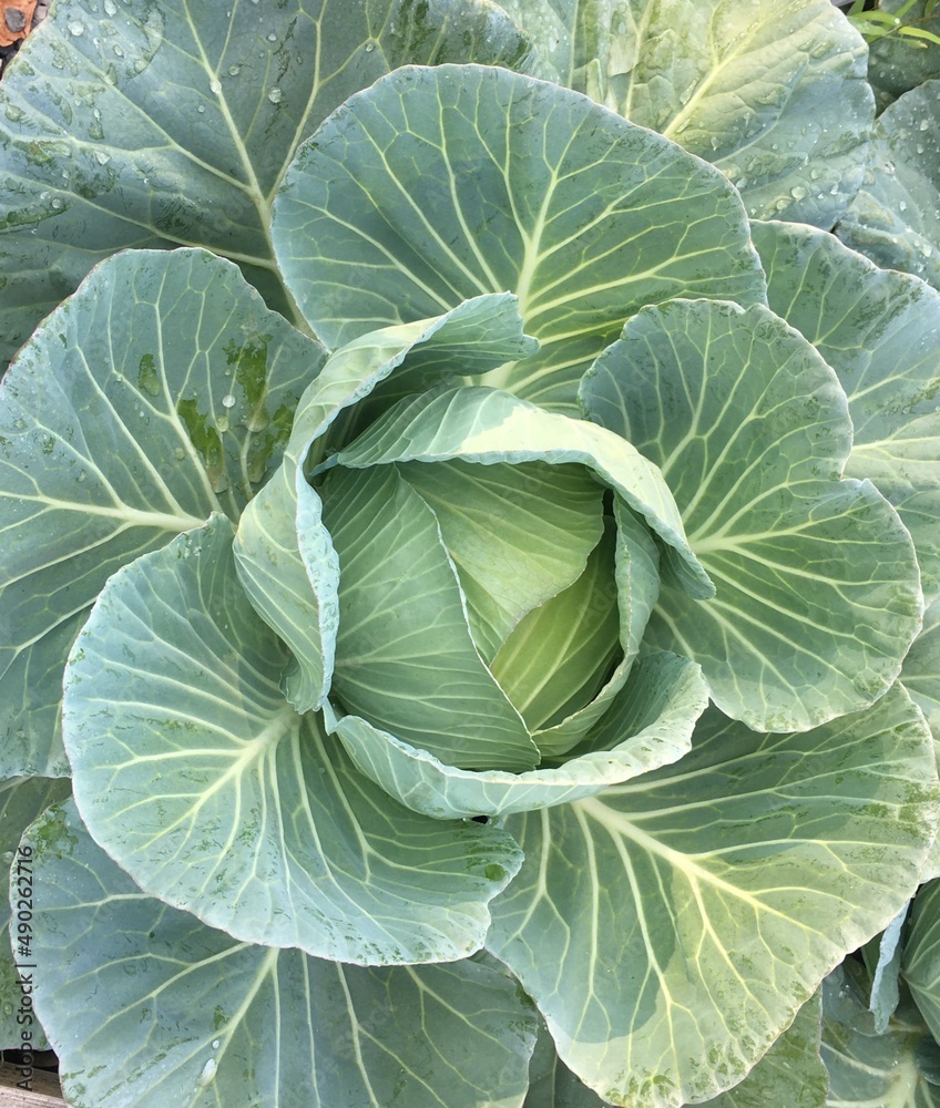Green head cabbage, is a kind of cabbage which leaves are colored green, is growing on ground in garden.