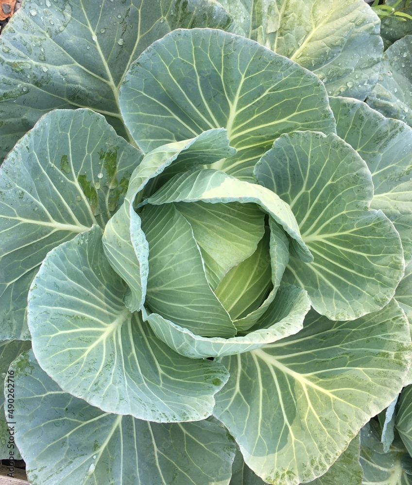 Green head cabbage, is a kind of cabbage which leaves are colored green, is growing on ground in garden. Green head cabbage, is a kind of cabbage which leaves are colored green, is growing on ground in garden.
