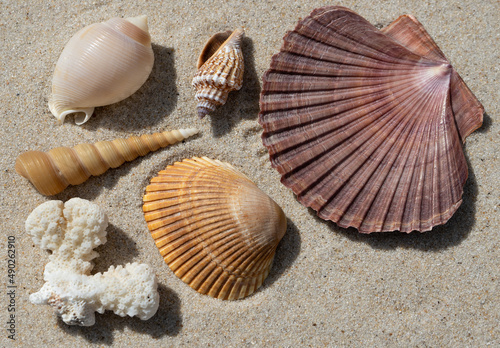 Five seashells and coral on sand