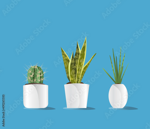 Indoor plants for decoration vector illustration