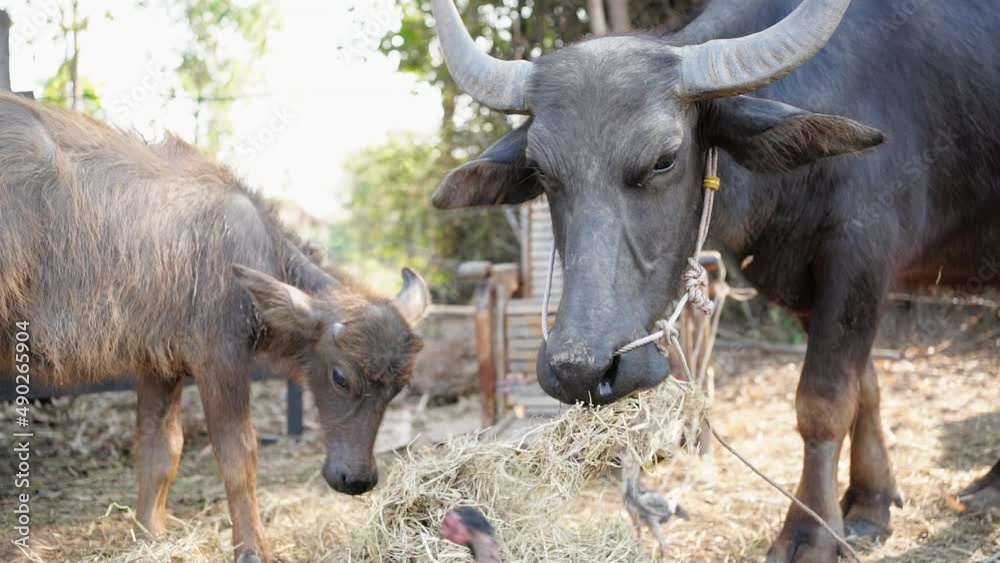 Cows and calves eat hay at the fields in the countryside of Thailand, post-harvest agriculture, farm animals, slow motion Cows and calves eat hay at the fields in the countryside of Thailand, post-harvest agriculture, farm animals, slow motion