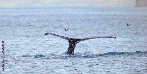 Humpback whale on Iceland