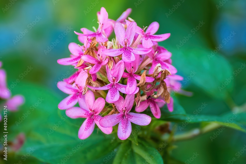 Pink flowers in the garden