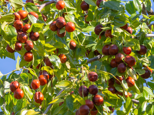 Ripe juicy jujube berries among green foliage. Ripe unabi on a tree branch in the garden. Close-up of tree branches with ziziphus fruits. Fruit marmalade on a tree on a background of green leaves