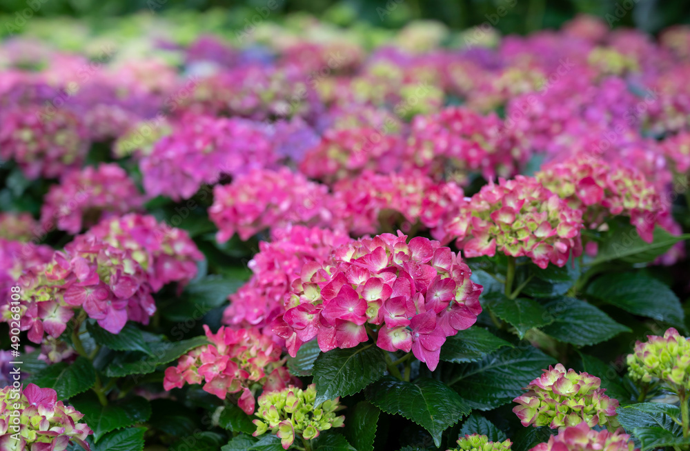 Selective focus of colorful Hydrangea flowers with natural soft light in the garden.
