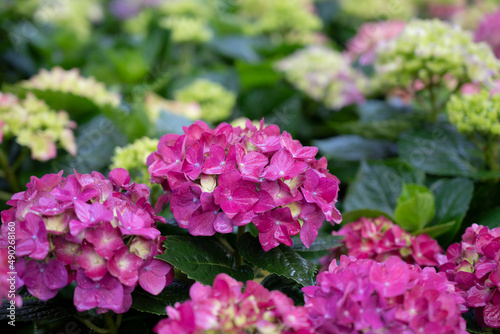 Selective focus of colorful Hydrangea flowers with natural soft light in the garden.