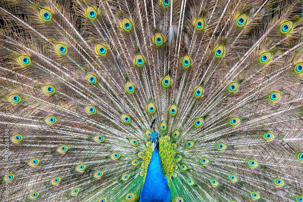 Naklejka premium a peacock in the mating dance