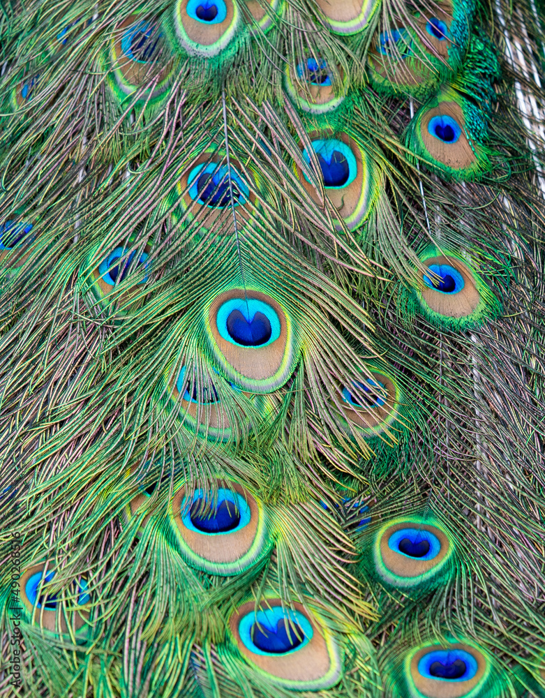 Fototapeta premium the color of a peacock's feathers