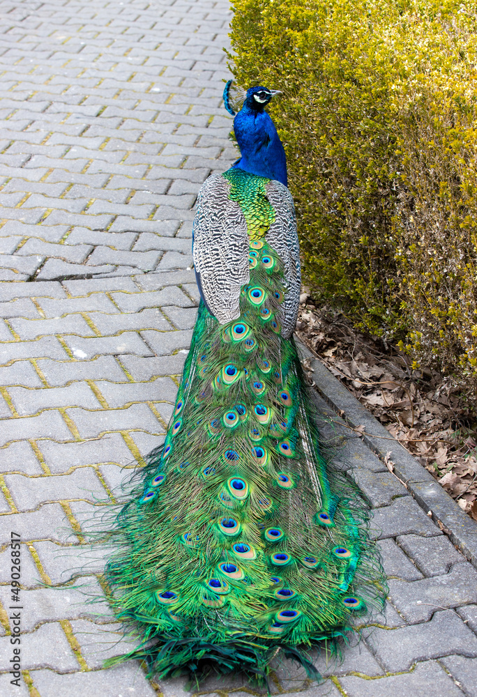Obraz premium a peacock in a park alley