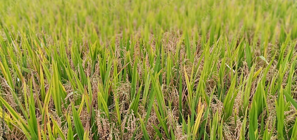 green grass background green grass background